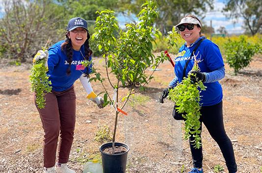 volunteers planting trees